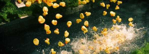 duckrace