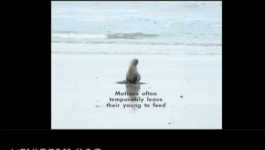 Screen Shot 2015-04-19 at 11.59.39 AM